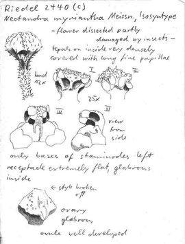 Vorschaubild Nectandra myriantha Meisn.